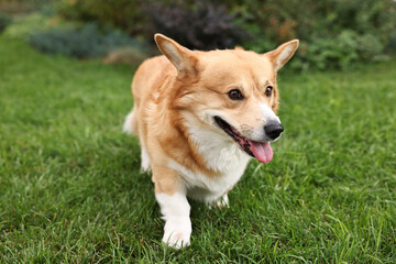 Pembroke Welsh Corgi on green grass in park