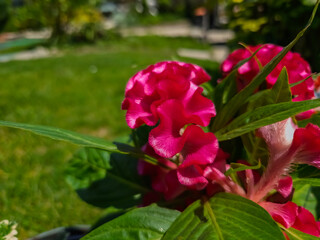 Red plumed cockscomb flower