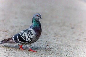 Representative of feathered birds of the pigeon family (Columba) in urban everyday life