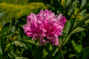 Obraz premium Pink flower of common peony in a garden