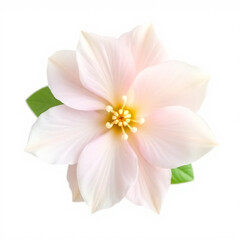 Fototapeta premium Beautiful Arabian Jasmine flower Clpart, with isolated on a white background, 