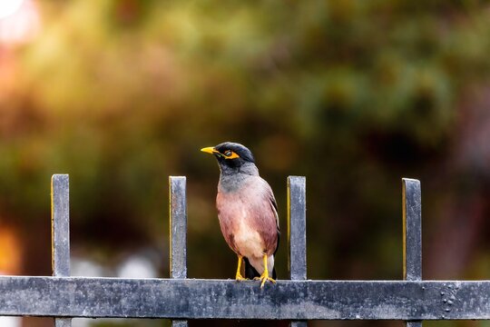 Feathered representative of the wild fauna bird Maina (Acridotheres) starling species in the city