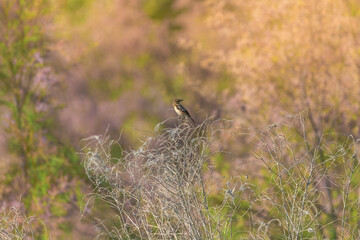 European stonechat bird (Saxicola rubicola) in the wild