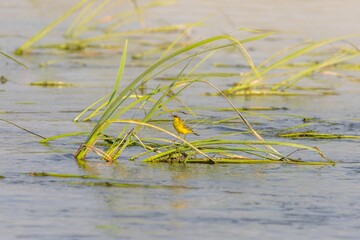 Bird Eastern yellow wagtail (Motacilla tschutschensis) in the wild