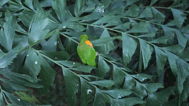 Exotic Bird Perched in a Lush Tropical Forest - 4K Wildlife Video