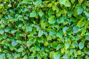 Texture background of a plant leaf for overlay or texture design
