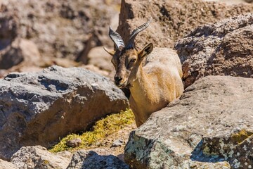 Animal - markhor goat outdoors