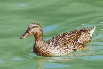 Bird - mallard (Anas platyrhynchos) outdoors
