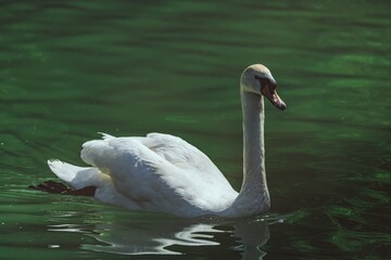 Naklejka premium Bird - White swan (Cygnus) outdoors