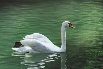 Bird - White swan (Cygnus) outdoors