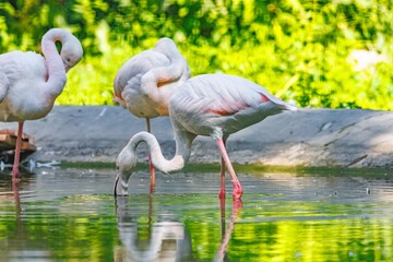 Bird - Greater Flamingos (Phoenicopterus ruber) outdoors
