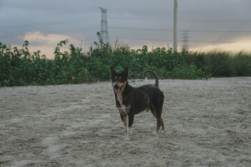 Street dog standing on a field in the time of storm