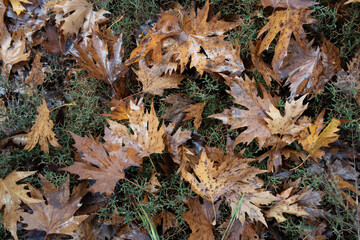 fall leaves on the grass