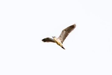 Bird - black-crowned night heron (Nycticorax nycticorax) or black-capped night heron in the wild