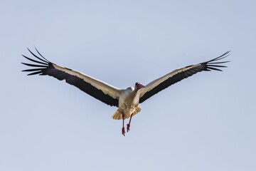 White stork bird (Ciconia ciconia) in flight