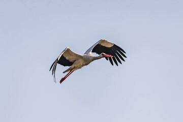 Obraz premium White stork bird (Ciconia ciconia) in flight