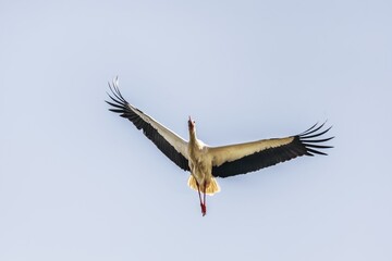 White stork bird (Ciconia ciconia) in flight