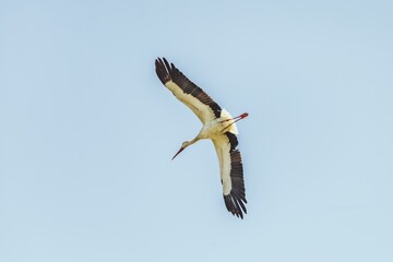 White stork bird (Ciconia ciconia) in flight