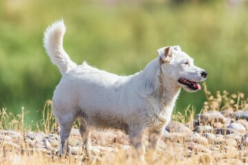Fototapeta premium A pet dog walks outdoors. Purebred breed Jack Russell Terrier male