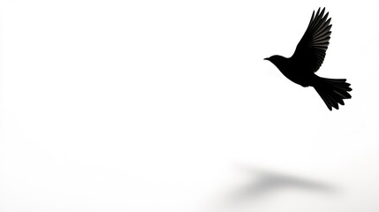Silhouetted bird in flight against white background with shadow