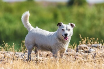 A pet dog walks outdoors. Purebred breed Jack Russell Terrier male