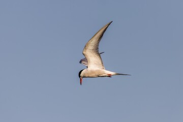 Common tern bird (Sterna hirundo) in the wild