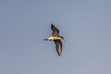 Common tern bird (Sterna hirundo) in the wild