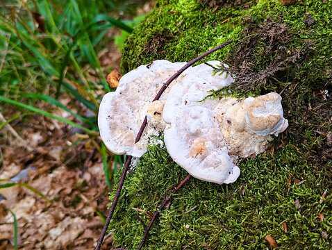 Close-up of an Oligoporus on a moss-covered tree trunk, a genus of fungi in the family Polyporaceae.