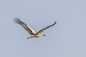 Birds soar in the wild blue sky, embodying the spirit of nature's wildlife with their majestic wings, beaks, and feathers
