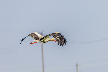 Birds soar in the wild blue sky, embodying the spirit of nature's wildlife with their majestic wings, beaks, and feathers