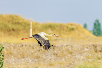 Birds soar in the wild blue sky, embodying the spirit of nature's wildlife with their majestic wings, beaks, and feathers