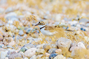 Bird in the wild with beautiful stone background outdoors ornithology theme.