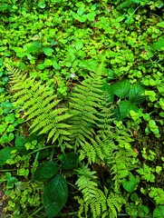 Lush green fern on the forest floor in the southern German Black Forest. Polypodiopsida or Polypodiophyta, one of the oldest plants in the world. 