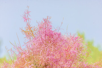 Background plant in nature with purple flowers