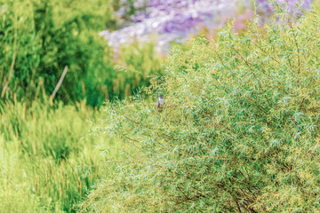 Background with a plant for screensaver or other needs