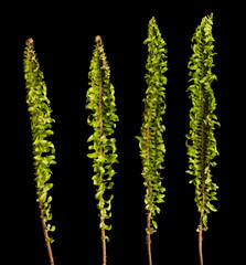 Group set of Tropical Green leafs Brussels plant over black background isolated. Rainforest Tropical green big leaves for decoration assortment with other plants