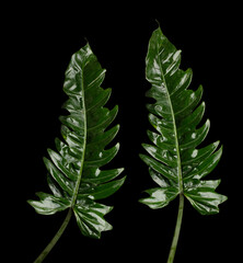 Group set of Tropical Green leafs Philodendron plant over black background isolated. Rainforest...