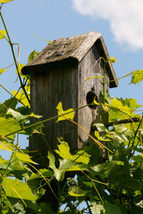 Wooden house for little birds