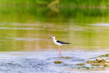 Wild birds wade in the pristine lake, showcasing the beauty of nature and the diversity of wildlife in ornithology
