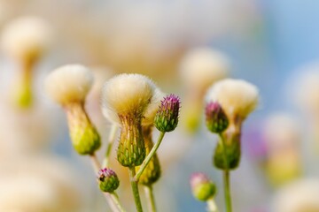 Background with a plant for screensaver or other needs