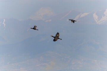 Birds soar in the wild blue sky, embodying the spirit of nature's wildlife with their majestic wings, beaks, and feathers