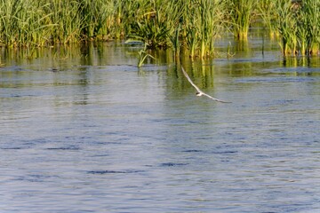 Wild birds wade in the pristine lake, showcasing the beauty of nature and the diversity of wildlife in ornithology