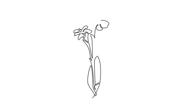 Self drawing animation of single line draw beauty fresh canna home decor wall art poster print. Printable decorative canna lily flower concept card ornament. Continuous line draw. Full length animated