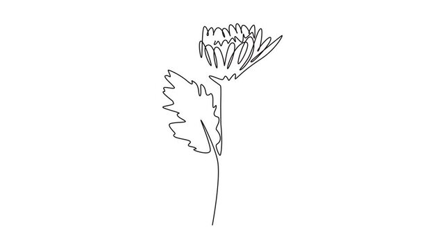 Animated self drawing of continuous line draw beauty fresh chrysanthemum for garden logo icon. Printable decorative chrysanth flower concept for greeting card ornament. Full length one line animation