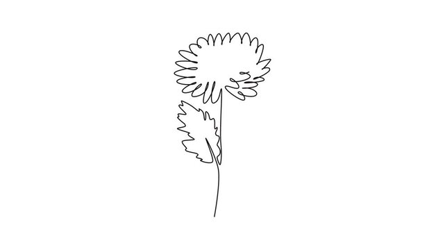Animated self drawing of continuous line draw beauty fresh chrysanthemum for garden logo icon. Printable decorative chrysanth flower concept for wedding invitation card. Full length one line animation