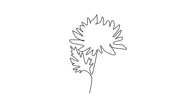 Animated self drawing of continuous line draw beauty fresh chrysanthemum garden logo. Printable decorative chrysanth flower concept for home wall decoration art poster. Full length one line animation