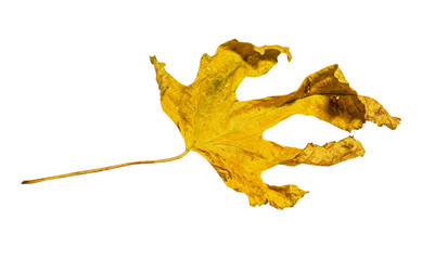 autumn yellow leaf isolated