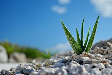 Fototapeta premium Aloe Vera Plant in Rocky Terrain Under Blue Sky