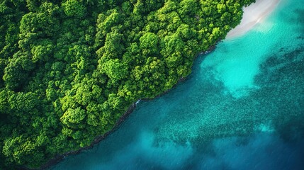 Tropical beach aerial view, lush greenery meets clear blue sea