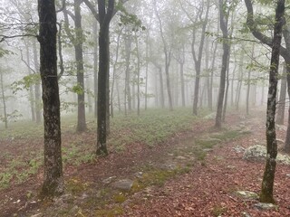 Fototapeta premium path in the forest